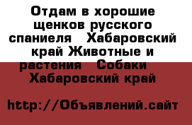 Отдам в хорошие щенков русского спаниеля - Хабаровский край Животные и растения » Собаки   . Хабаровский край